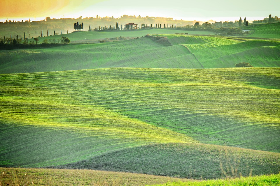 field, green, tuscany