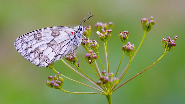 butterfly, macro, nature, colored, insects, moths, butterflies, detail, moth, insect, beauty, summer, ali, plant, butterfly on flower, flower, small butterfly, green, stem, flower wallpaper, garden, lawn, grass, country, flowers, beautiful flowers, meadows, vegetation, flowering, petals, colors, antenna, antennas, sony alpha, ladinia, longiarù, flower background, dolomites