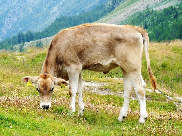 calf, mountain meadow, dolomites