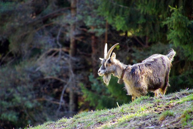 capra, mammal, animal, domestic, animal world, nature, country, mountain, quadruped, horns, italy, goat, animals, beard, profile, south tyrol, südtirol, ladini, dolomites