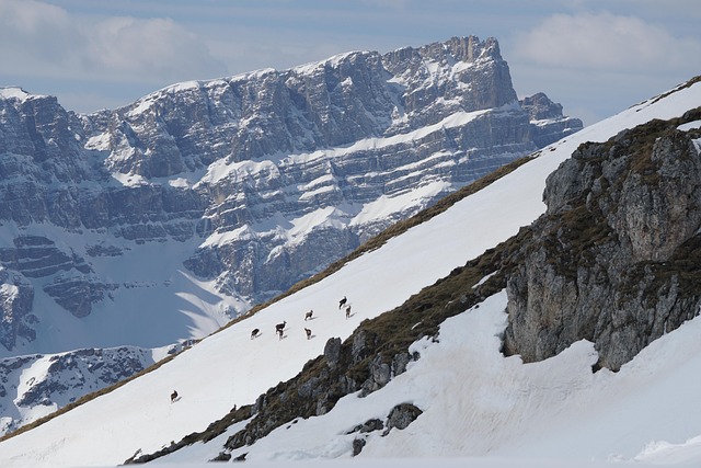 chamois, snow, mountain, animal, nature, wild, dolomites, landscape, winter, cold, snow, snow, snow, snow, snow, mountain, animal, wild, wild, wild, cold, cold, cold