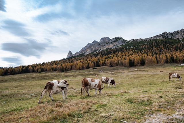 dolomite, italy, cow, autumn, mountains, pasture, nature