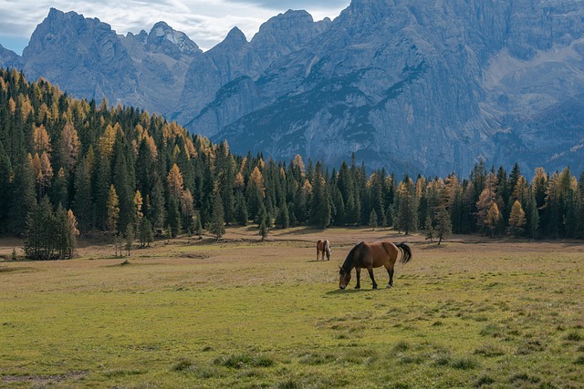 dolomite, italy, mountains, animals, horses, travel, nature