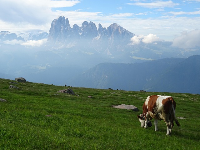 dolomites, panorama, cow, dolomites, panorama, cow, cow, cow, cow, cow