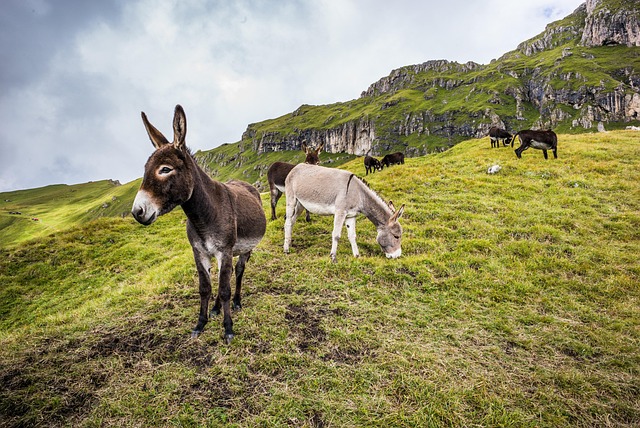 donkeys, mules, animals, mammals, grazing, grass, grassland, pasture, field, meadow, dolomites, alpine, alps, mountain, rural, nature, countryside