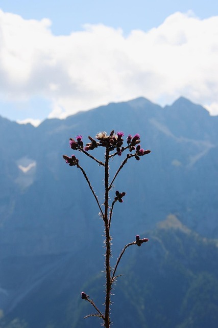 flowers, mountain, flower wallpaper, summer, flower, flower background, beautiful flowers, nature, sky, dolomites