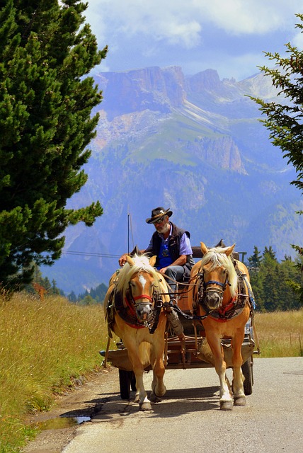 horse, nature, carriage, animals, street, dolomites