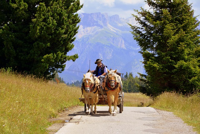 horse, nature, carriage, animals, street, dolomites