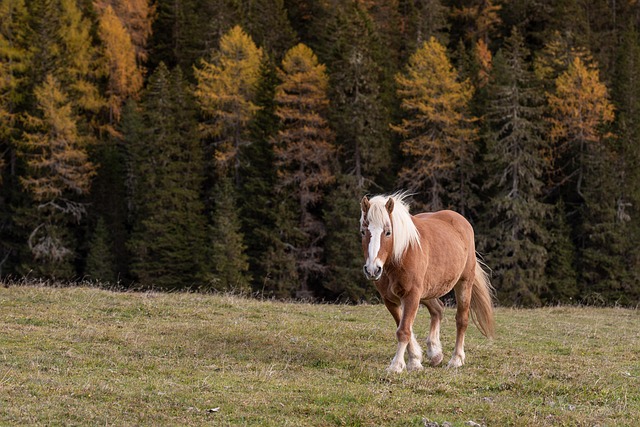 italy, dolomite, horse, forest, nature, animal, autumn, horse, horse, horse, horse, horse