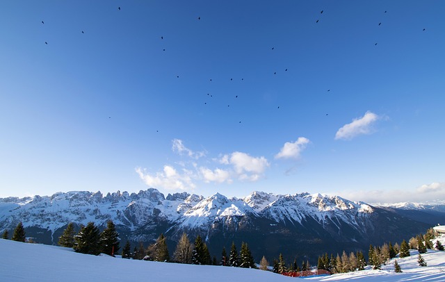 mountains, birds, winter, nature, bird, sky, landscape, the background, trees, eagle, snow, the sun, cold, alpine, the dolomites