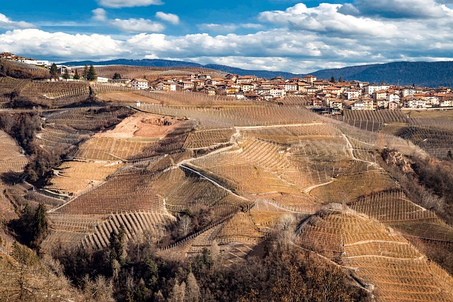 trento, italy, vineyard, grape, dolomites, landscape, nature, mountains, clouds, sky, trento, trento, trento, italy, vineyard, vineyard, vineyard, vineyard, vineyard, dolomites